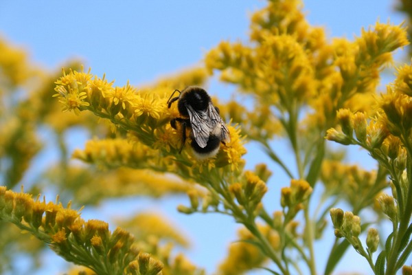 Poznáte včelí peľ? Skrýva viacero výhod i vedľajších účinkov, o ktorých by ste mali vedieť