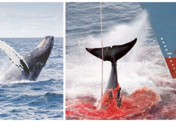Je to oficiálne: Japonsko odstupuje od Medzinárodnej veľrybárskej komisie a obnovuje komerčný lov veľrýb