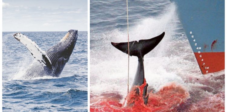 Je to oficiálne: Japonsko odstupuje od Medzinárodnej veľrybárskej komisie a obnovuje komerčný lov veľrýb