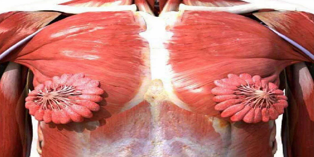 Internetom koluje fotografia, ktorá zobrazuje, ako v skutočnosti vyzerajú ženské mliečne žľazy. Snímka sa stala virálnou a rozdelila ľudí