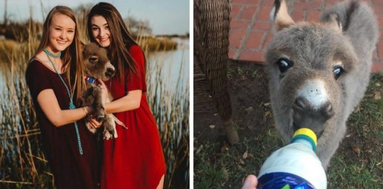 Oslík ako domáce zvieratko? 17-ročná Payton zachránila malému oslíkovi život, dnes je z neho rozkošné stvorenie, ktoré miluje každý