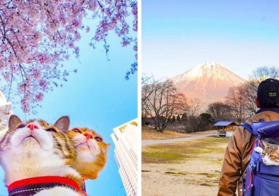 Tieto fotky budú milovať všetci mačkofilovia: Japonec cestuje aj so svojimi dvoma mačkami, navštívil s nimi už viac ako 1000 destinácií