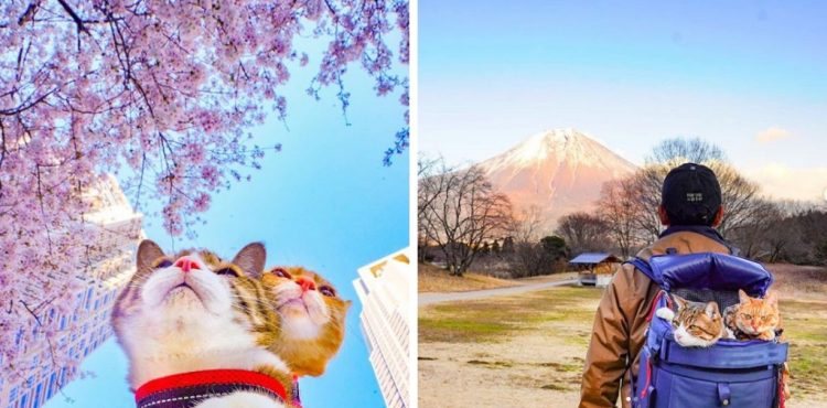 Tieto fotky budú milovať všetci mačkofilovia: Japonec cestuje aj so svojimi dvoma mačkami, navštívil s nimi už viac ako 1000 destinácií