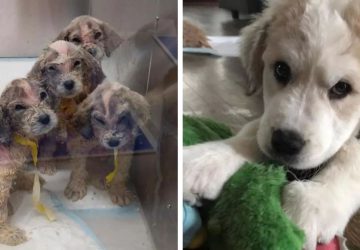 Ďalší otrasný prípad nehumánneho správania sa k zvieratám: šesť psíkov skoro prišlo o život, zachránili ich štyri deti